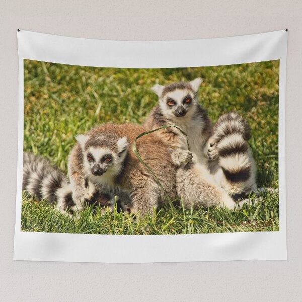 Item preview, Animal Portrait - Ringtail Lemur (2) designed and sold by Wolf Sverak Photography.