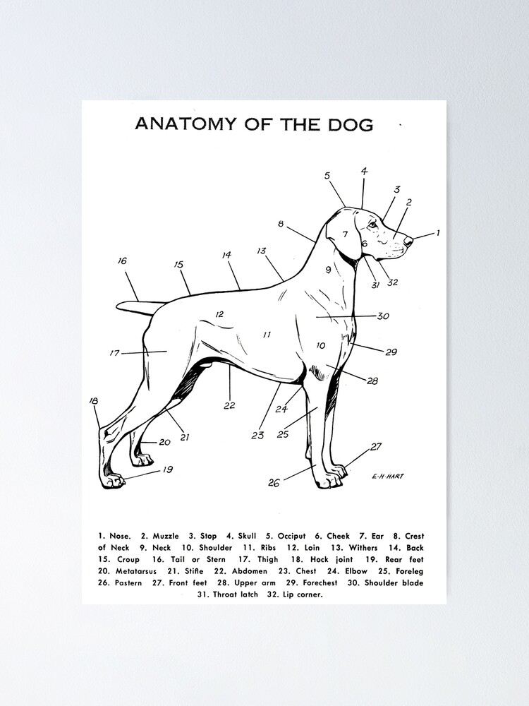 Dog Anatomy Hock
