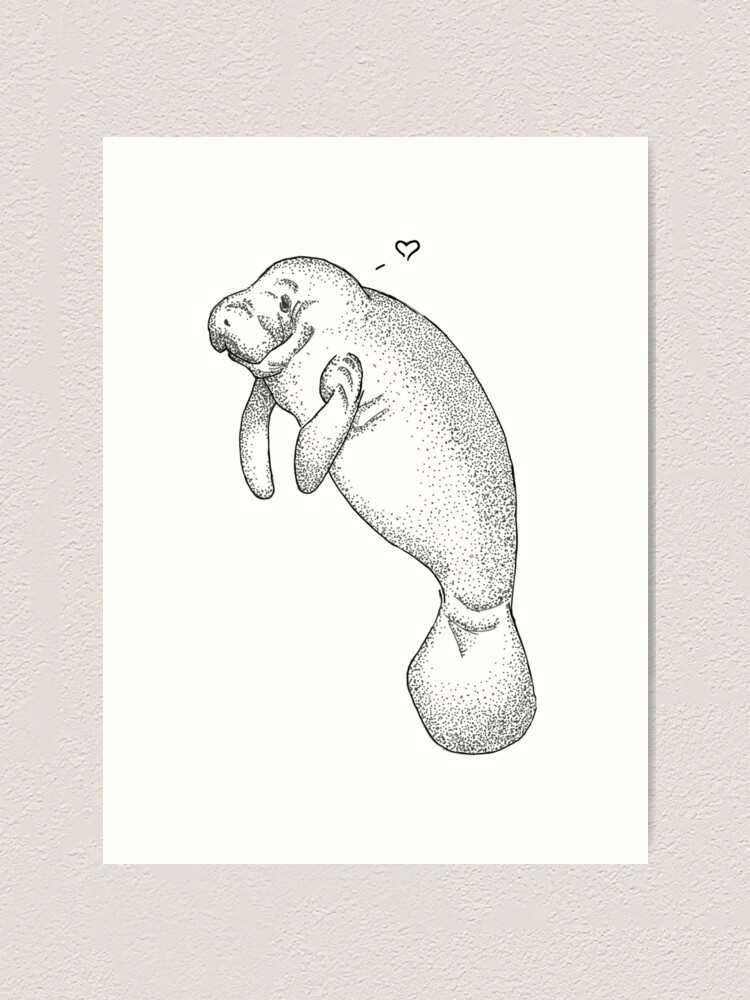 Manatee Drawing - How To Draw A Manatee Step By Step