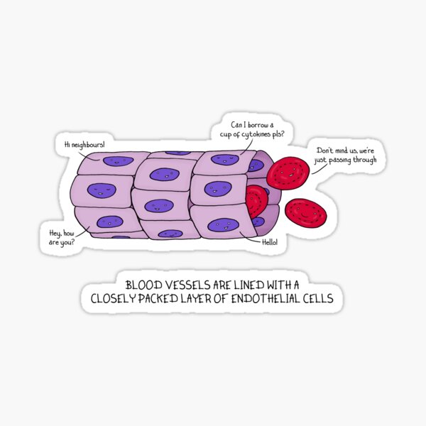 Item preview, Blood vessel endothelium designed and sold by Cartoon Neuron by Immy Smith.