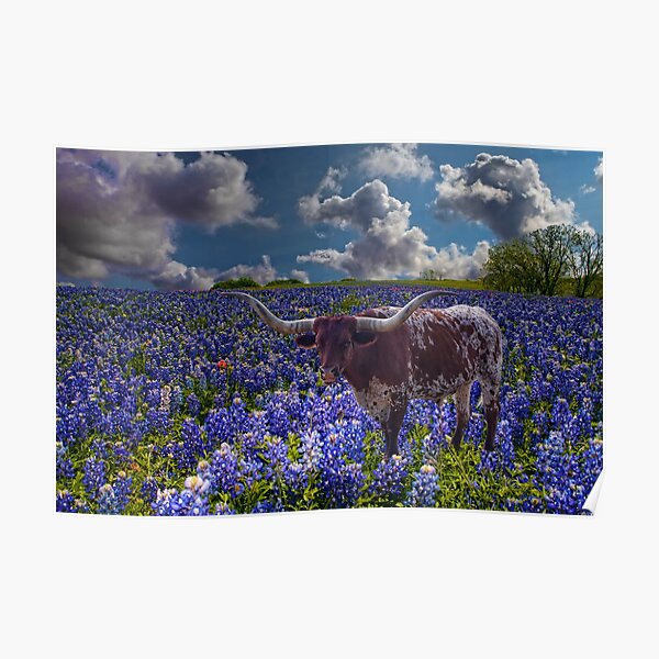 Texas Longhorn in a Field of Bluebonnets Poster