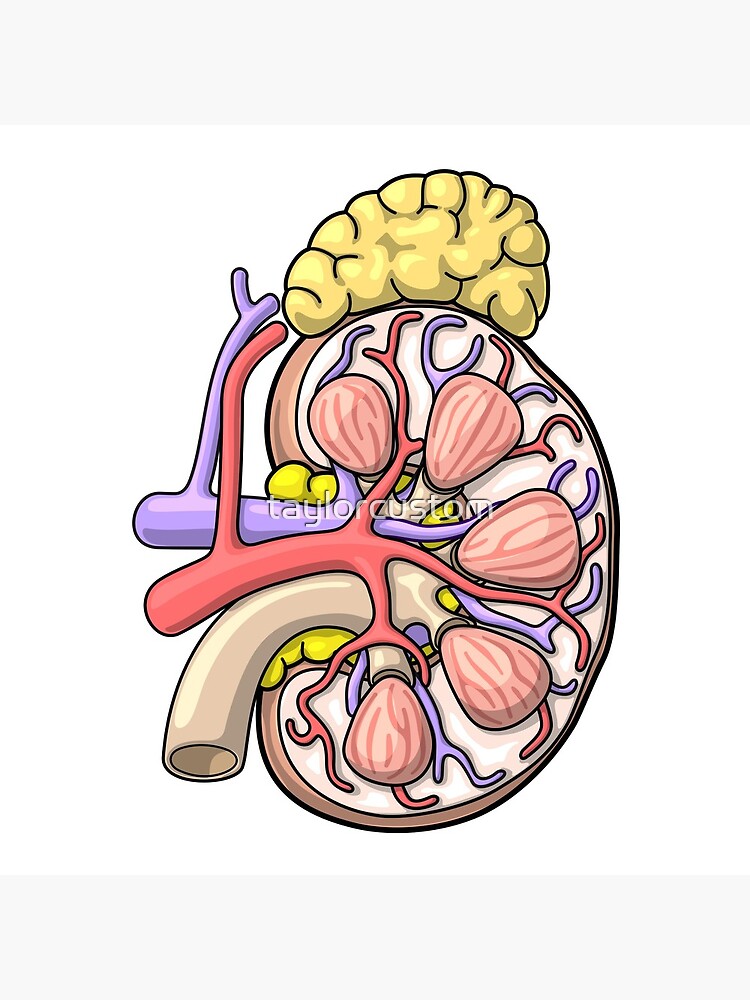 "Human Kidney Anatomy Illustration - Nephrology Renal Diagram" Throw