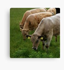 irish cows Canvas Print