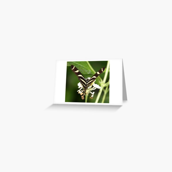 Zebra Butterfly Greeting Card