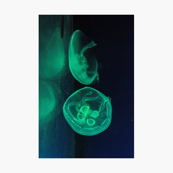 Aperçu de l'œuvre Green Medusa créée et vendue par alanbrito.