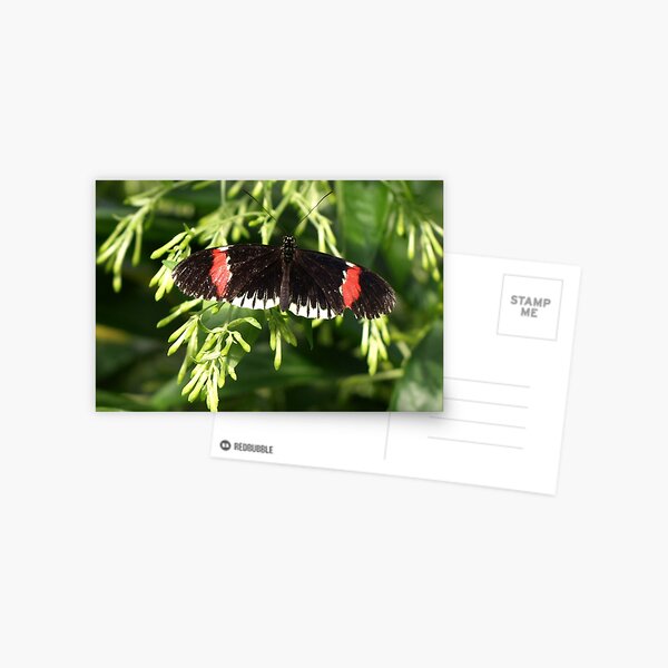 Heliconius erato - The Small Postman Postcard