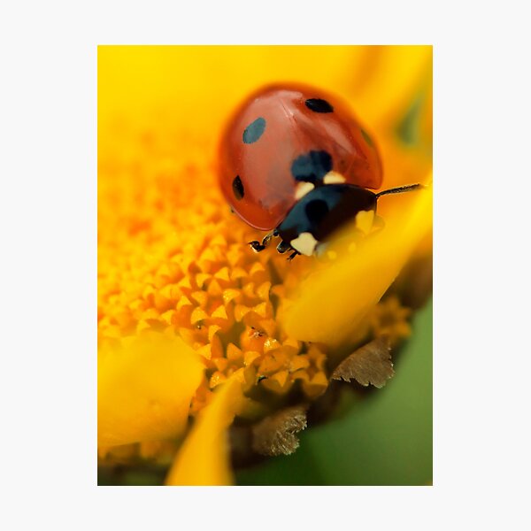 Ladybird, Macro, Still Life, Fine Art, Print, Ladybug, Nature Photographic Print