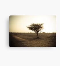 desolate Canvas Print