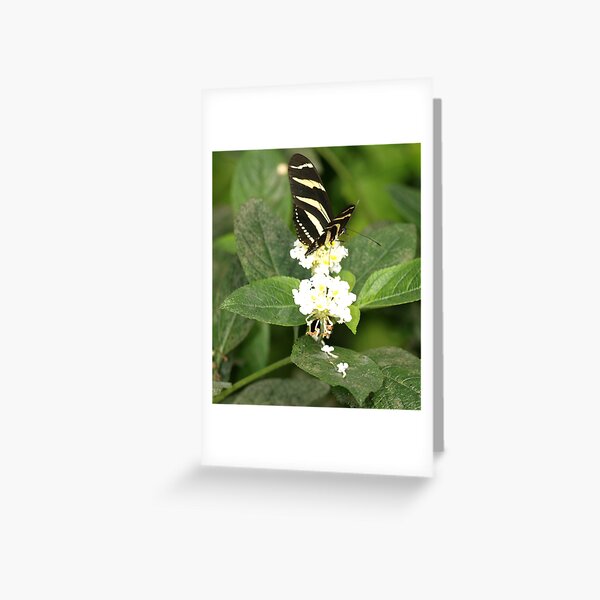 Zebra Butterfly Greeting Card