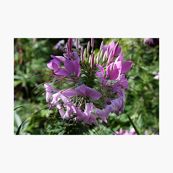 Item preview, Pretty Pink Flower  designed and sold by Deborah  Allen.