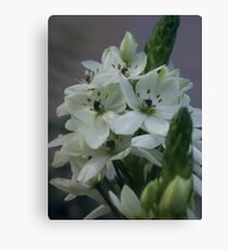 Star of Bethlehem Leinwanddruck