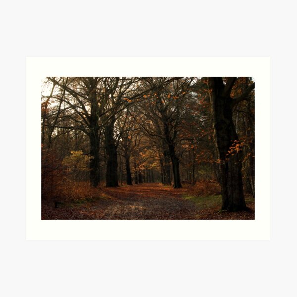 Beech lane in the woods Art Print