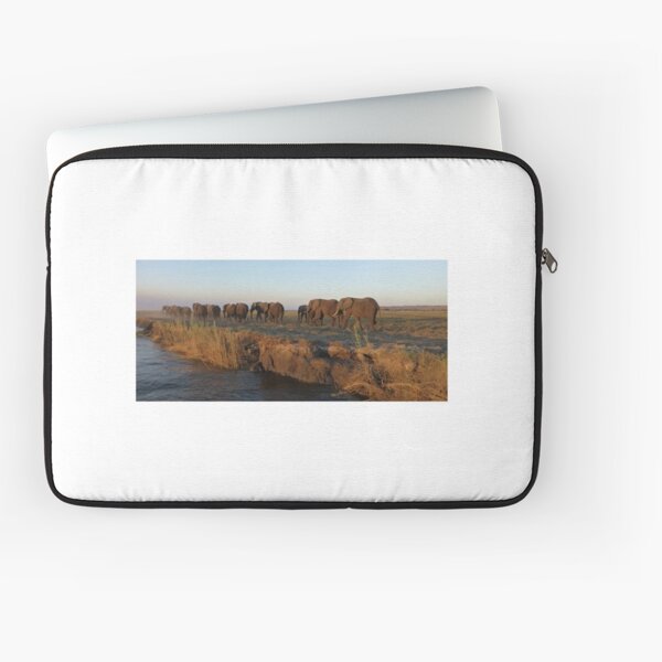 Elephants, Bachelor Herd, Chobe, Botswana Laptop Sleeve