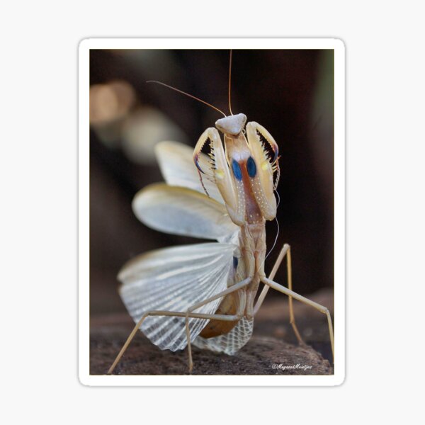 "ELEGANCE" IN CAPTURE - The praying mantis Sticker