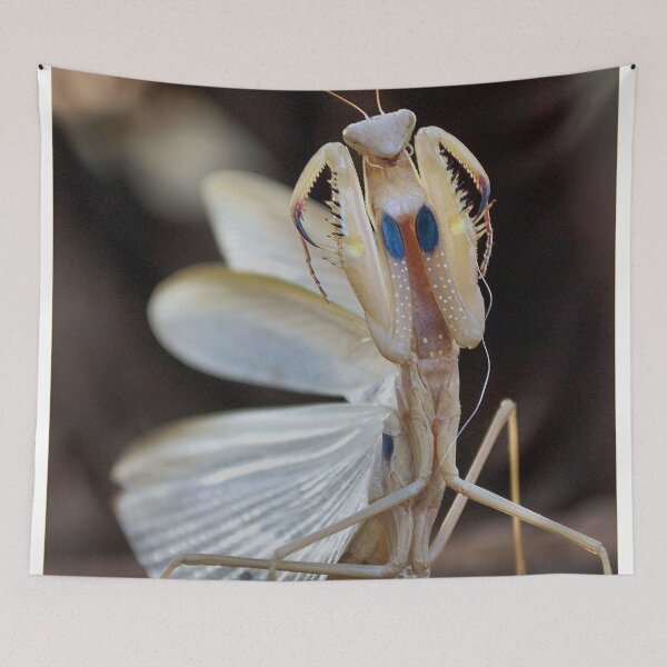 Item preview, "ELEGANCE" IN CAPTURE - The praying mantis designed and sold by Magriet Meintjes.