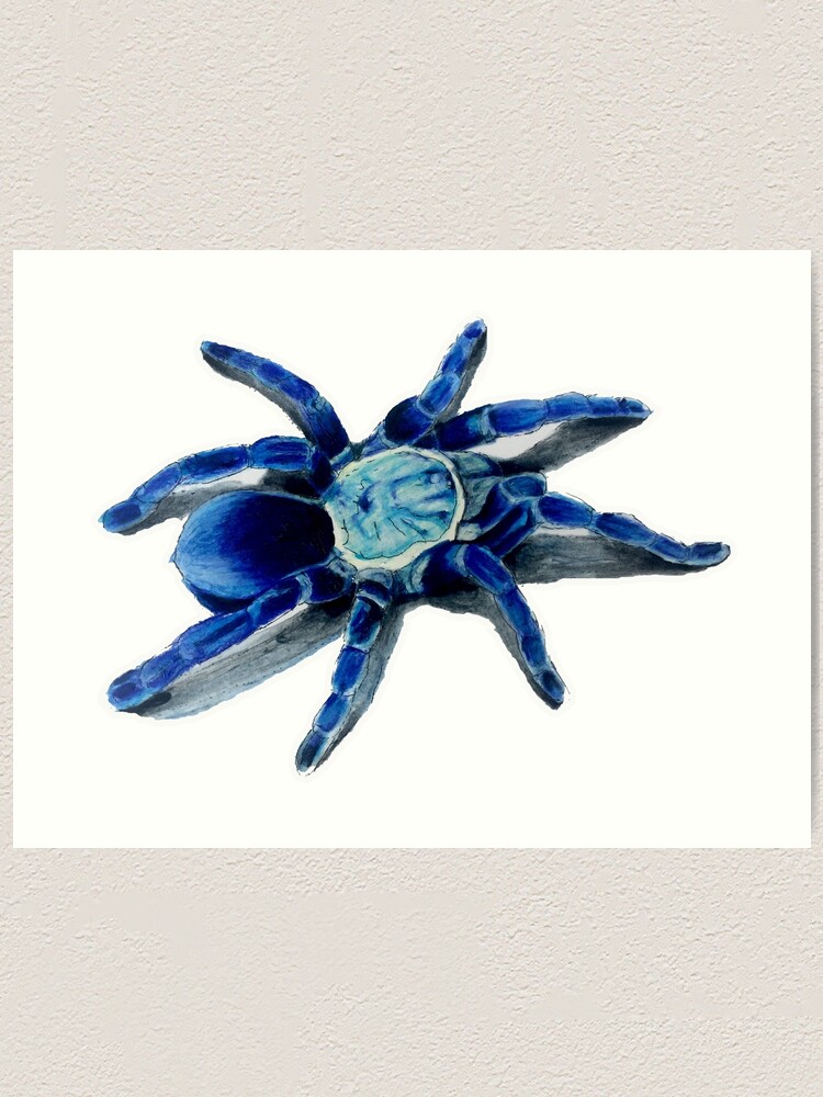 Female Cobalt Blue Tarantula Art Print By Brandydevoid Redbubble