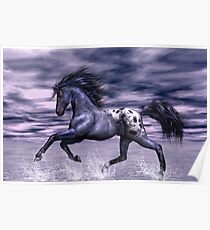 Blue Roan Appaloosa Poster