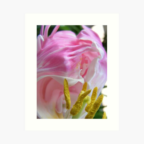 Item preview, tulip beauty - lollipop designed and sold by Gaylene Norton.