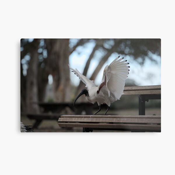 Steady Landing Metal Print