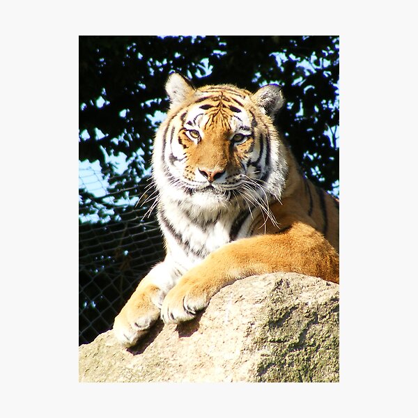 Item preview, Aren't I a handsome boy! designed and sold by Jonathan France.