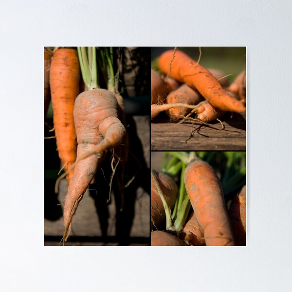 Item preview, Carrots designed and sold by Kasia Fiszer.