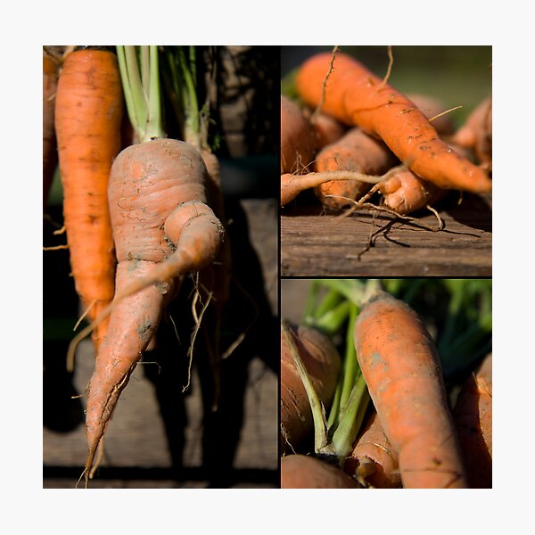 Item preview, Carrots designed and sold by Kasia Fiszer.