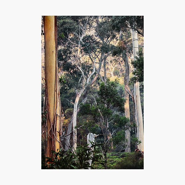 Item preview, Australian Bush 1 designed and sold by Carolyn's Captures - Original Photohgraphy.