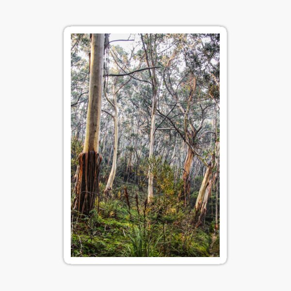 Item preview, Australian Bush 2 designed and sold by Carolyn's Captures - Original Photohgraphy.