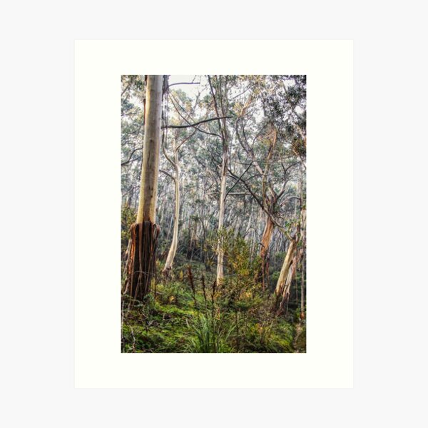 Item preview, Australian Bush 2 designed and sold by Carolyn's Captures - Original Photohgraphy.