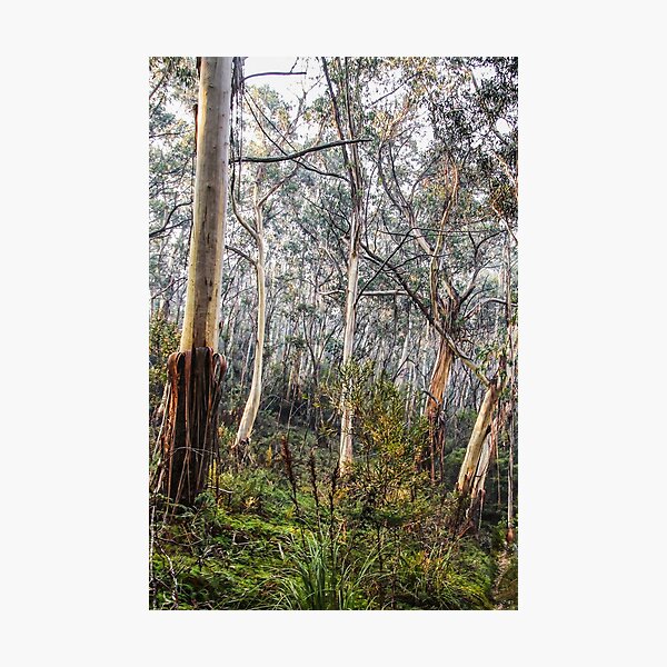 Item preview, Australian Bush 2 designed and sold by Carolyn's Captures - Original Photohgraphy.