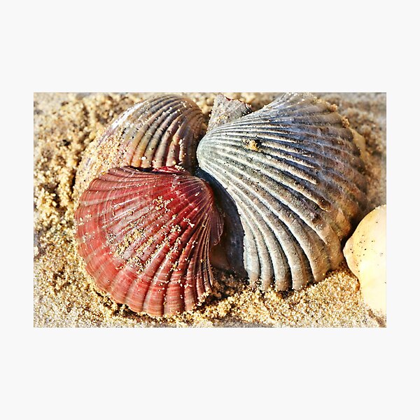 Item preview, Sea Shells 3 designed and sold by Carolyn's Captures - Original Photohgraphy.