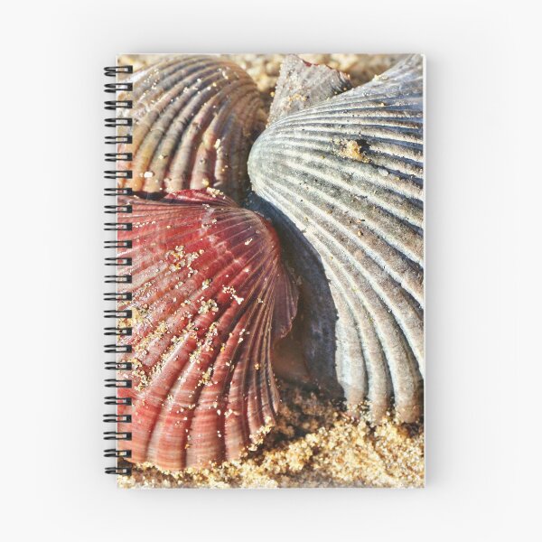 Item preview, Sea Shells 3 designed and sold by Carolyn's Captures - Original Photohgraphy.