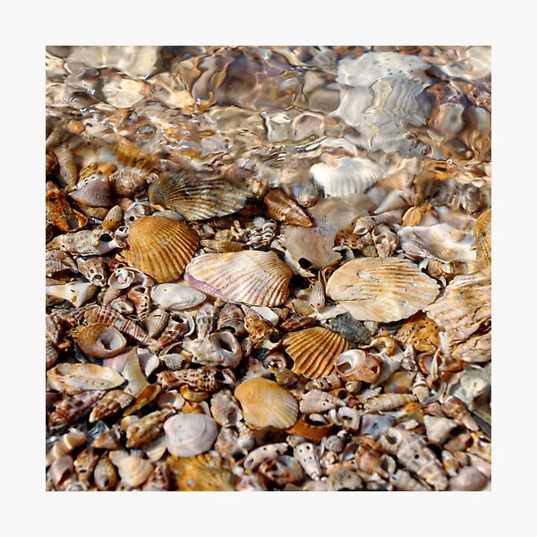 Item preview, Sea Shells 5 designed and sold by Carolyn's Captures - Original Photohgraphy.