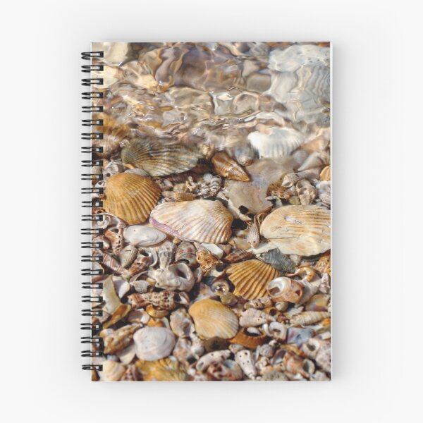 Item preview, Sea Shells 5 designed and sold by Carolyn's Captures - Original Photohgraphy.