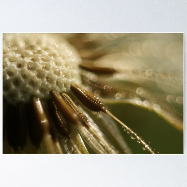 Item preview, Dandelion Head designed and sold by Sam Mortimer.