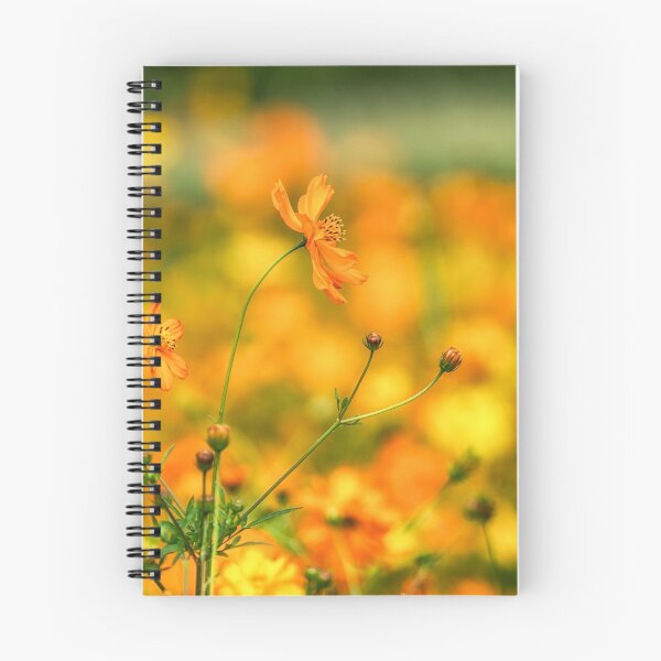 Item preview, Orange colored cosmos designed and sold by aaronchoi.