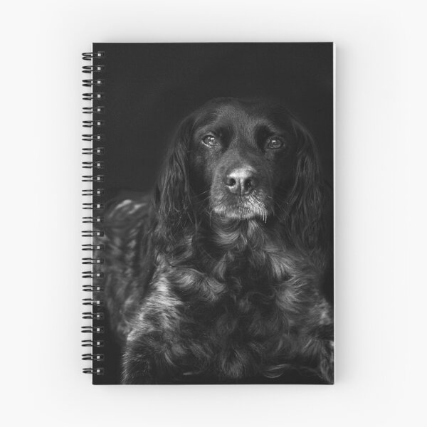 Item preview, Breton Spaniel Dog designed and sold by Evazionphoto85.