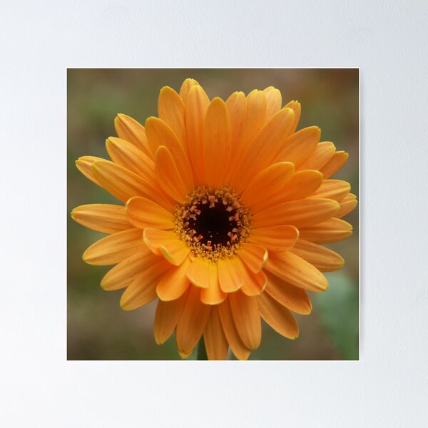 Item preview, Gerber Daisy 12-22-2007 designed and sold by Bob Hardy.