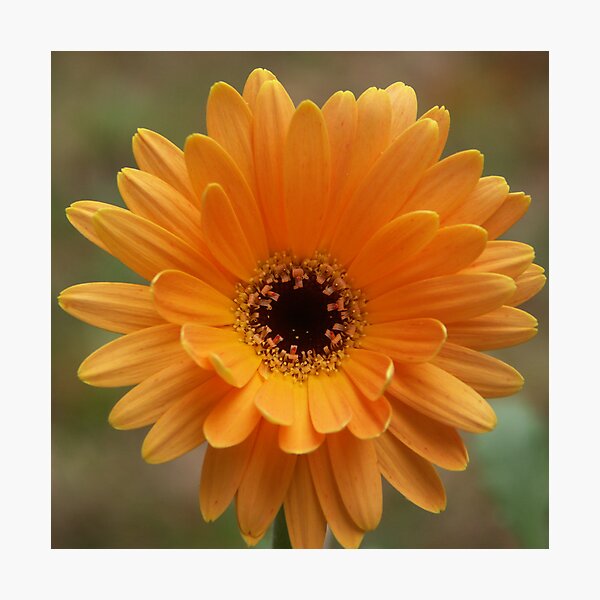 Item preview, Gerber Daisy 12-22-2007 designed and sold by Bob Hardy.