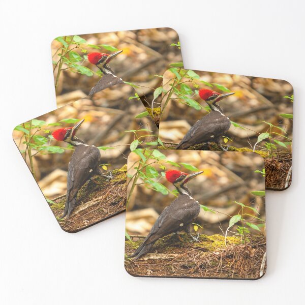 Item preview, Pileated Woodpecker on the lookout designed and sold by Dalyndigital Photography.