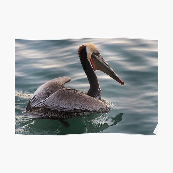 Pelican Sitting Posters Redbubble