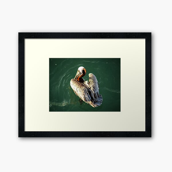 Item preview, Pelican My Feathers designed and sold by howardbragen.