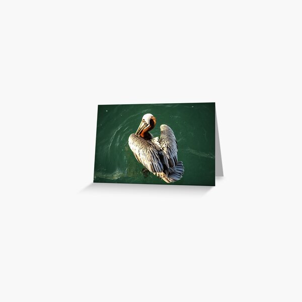 Item preview, Pelican My Feathers designed and sold by howardbragen.
