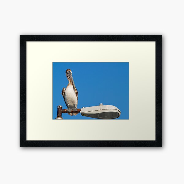 Item preview, Pelican On The Lamp designed and sold by howardbragen.