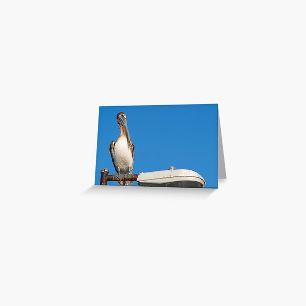 Item preview, Pelican On The Lamp designed and sold by howardbragen.