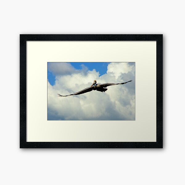 Item preview, Pelican In Flight  designed and sold by howardbragen.