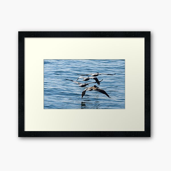 Item preview, Brown Pelicans Flying In Formation designed and sold by howardbragen.