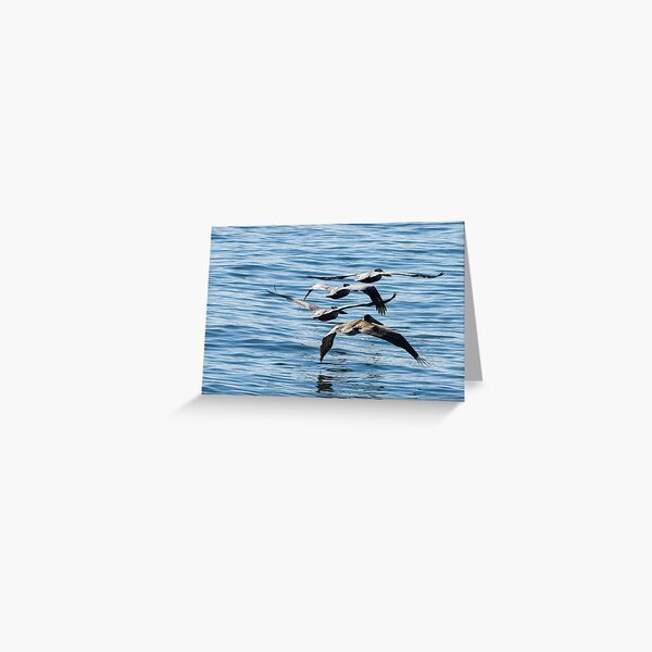 Item preview, Brown Pelicans Flying In Formation designed and sold by howardbragen.