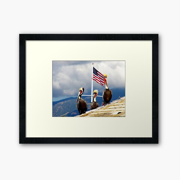Item preview, Brown Pelicans Protecting The Flag designed and sold by howardbragen.