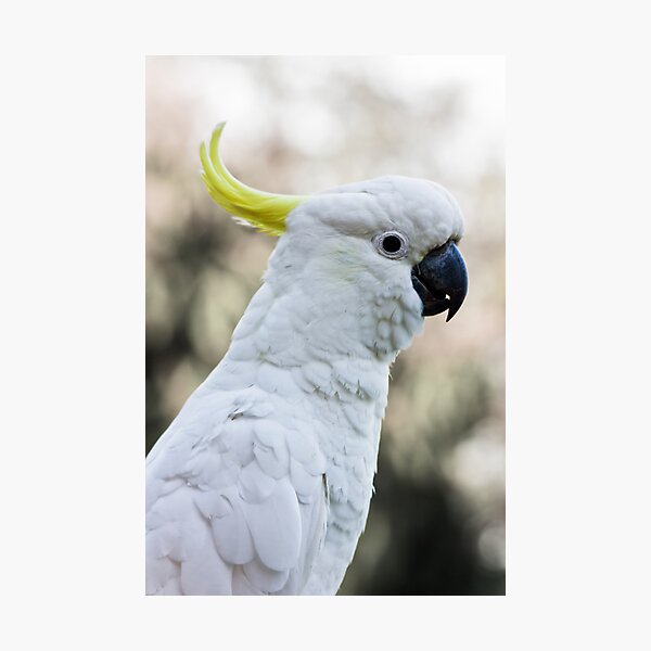 Sulphur-Crested Cockatoo Photographic Print